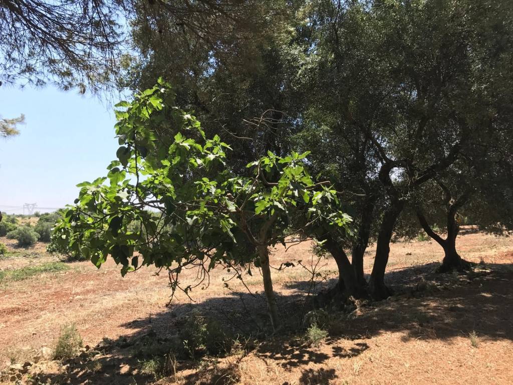 Rustico / casale a Martina franca in Contrada Paretone - Foto 5