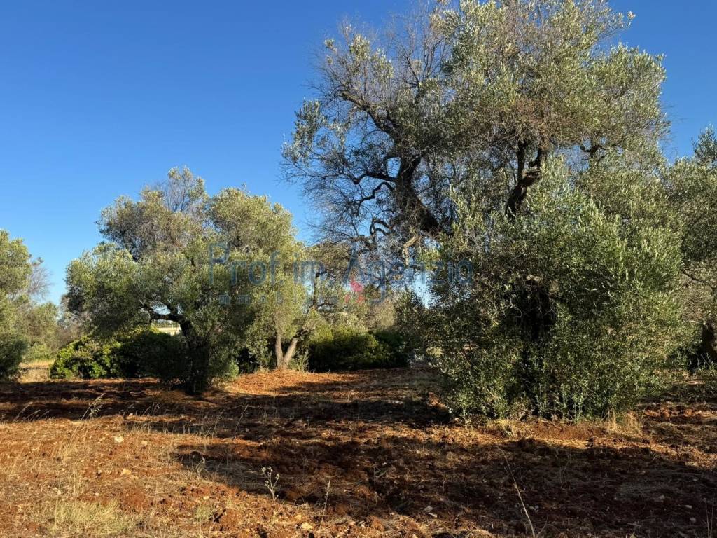 Rustico / casale a Carovigno - Foto 3