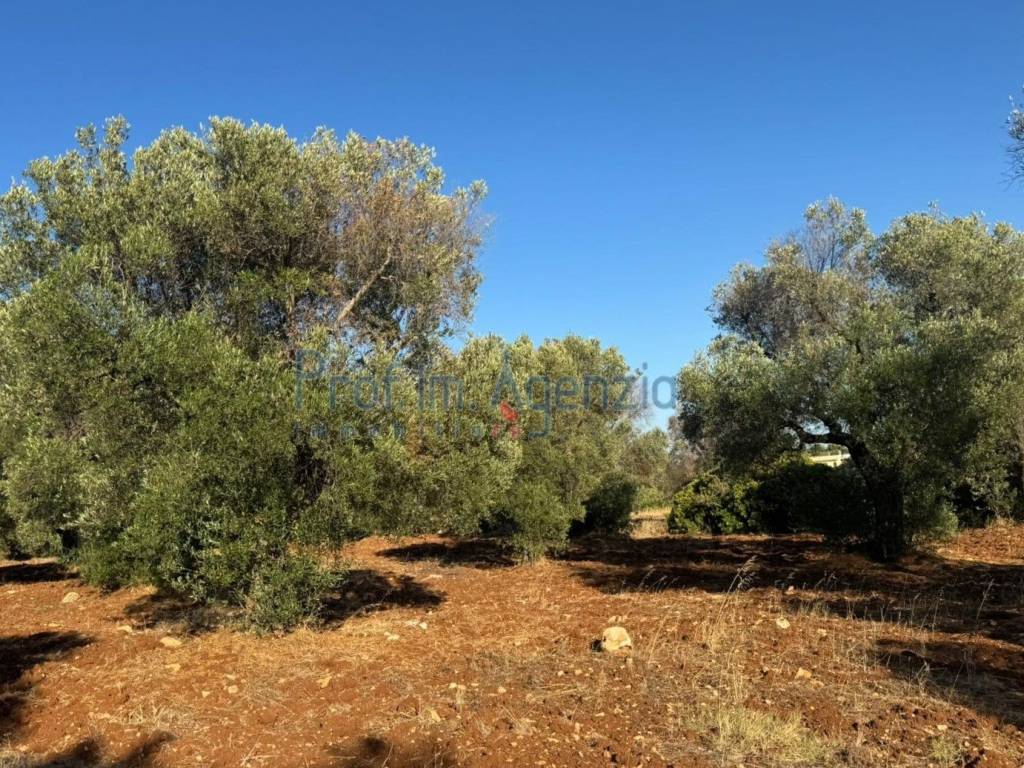 Rustico / casale a Carovigno - Foto 4