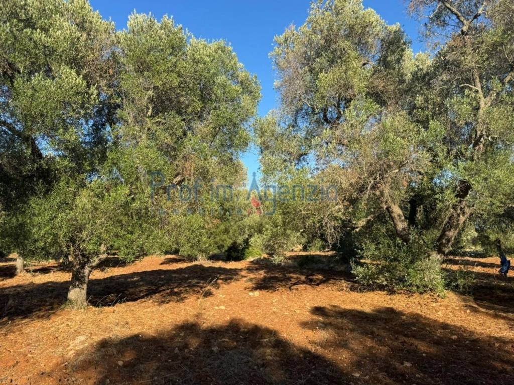 Rustico / casale a Carovigno - Foto 5