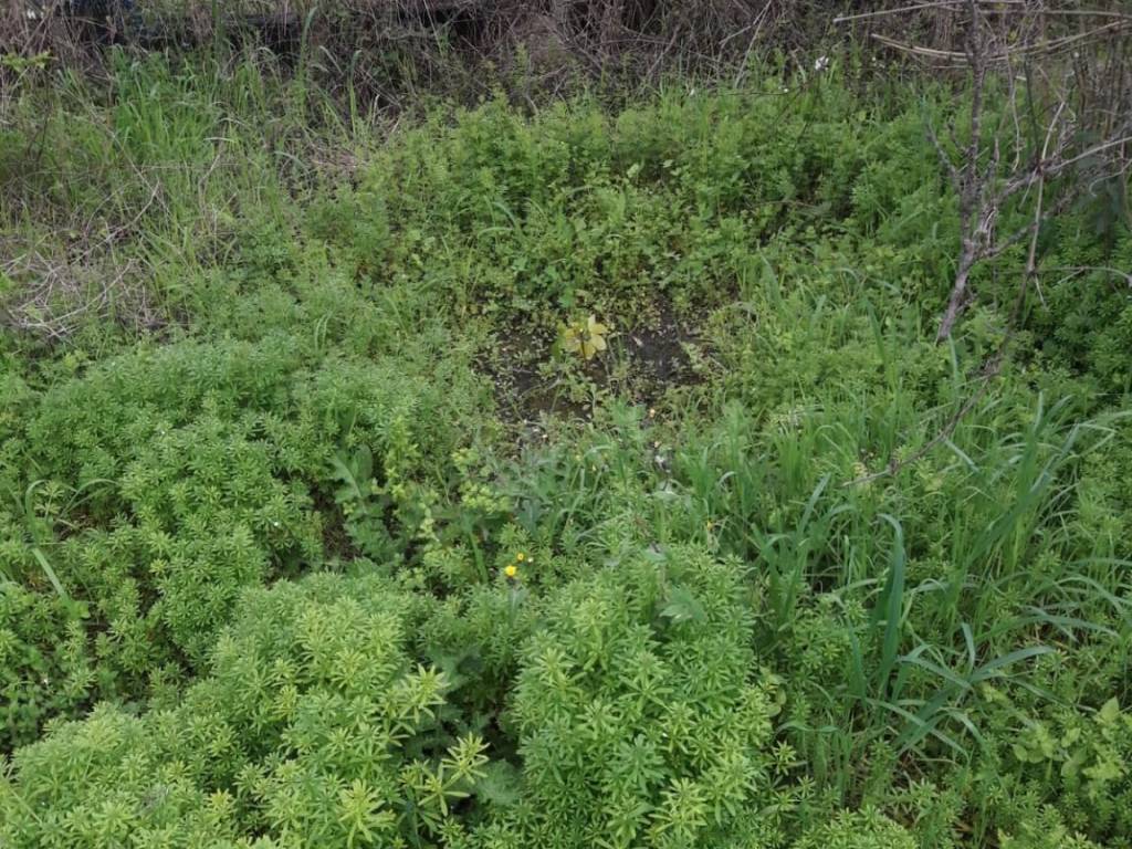 Terreno a Noli in Via Luigi Defferrari - Foto 3