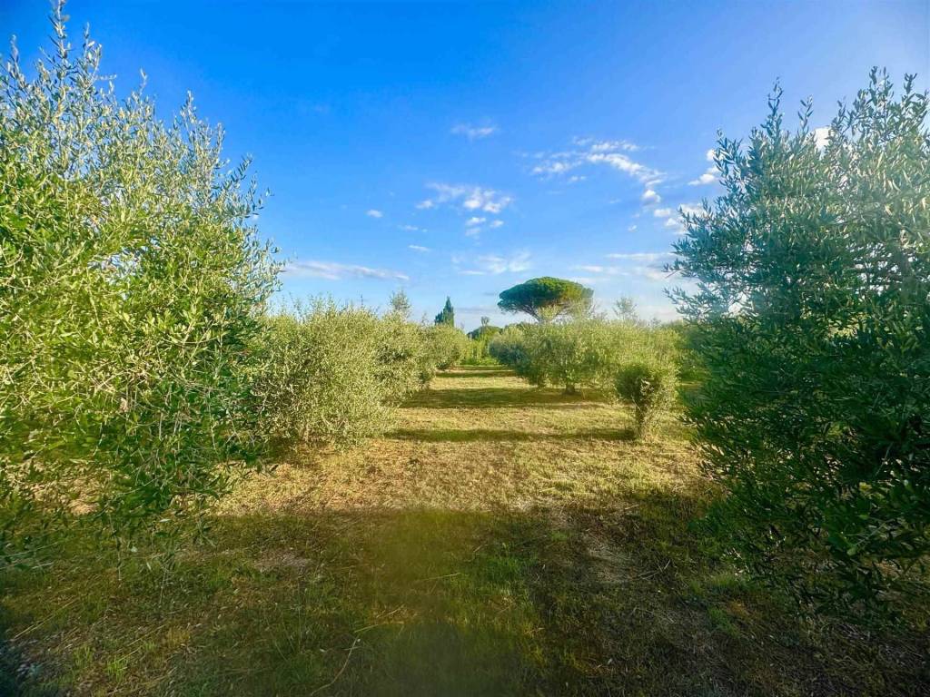 Terreno a Cecina in via della macchia - Foto 2