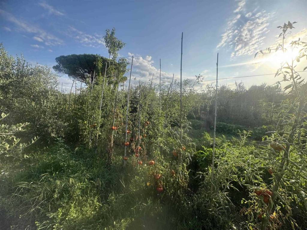 Terreno a Cecina in via della macchia - Foto 4