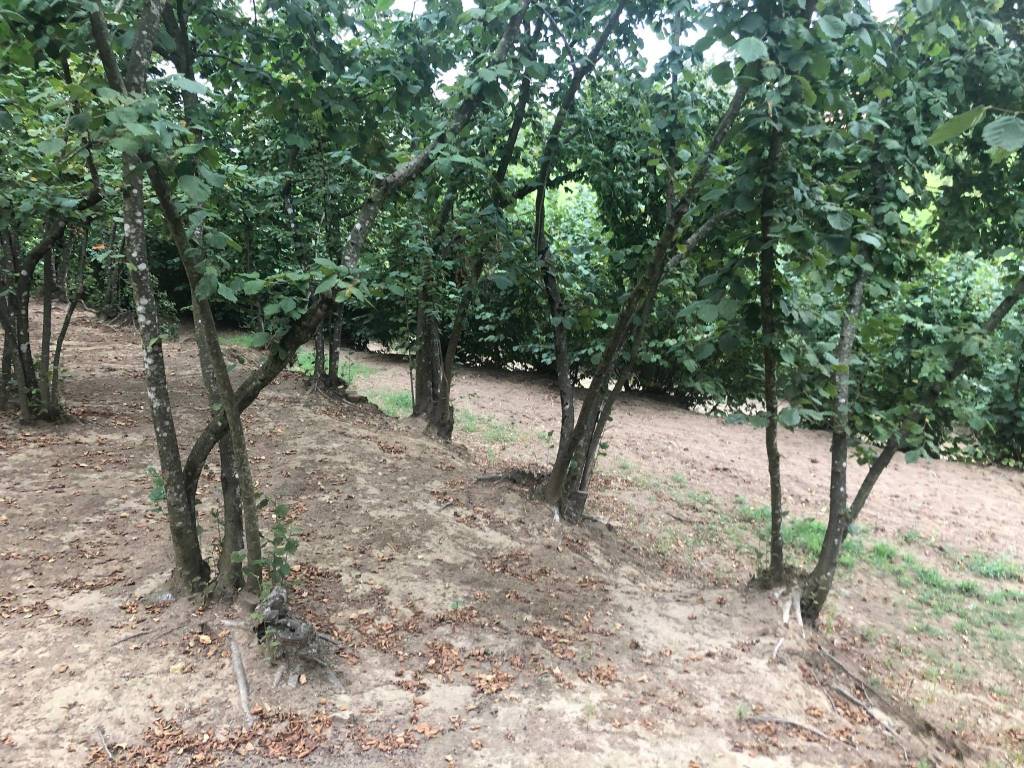 Terreno a Avellino - Foto 5