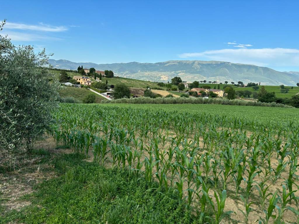 Terreno a Montefalco in Case Micanti - Foto 2