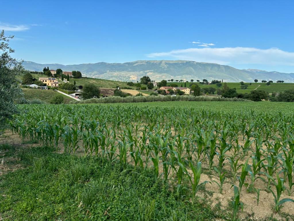 Terreno a Montefalco in Case Micanti - Foto 4