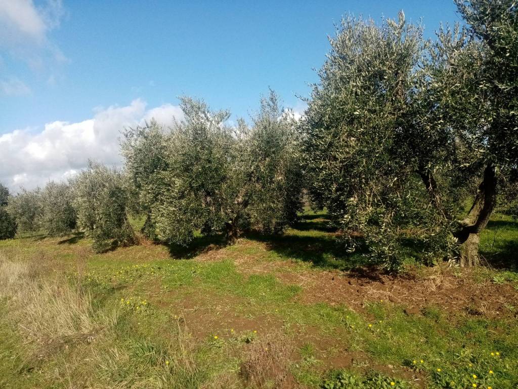 Terreno a Sorano in loc. Filetta - Foto 2