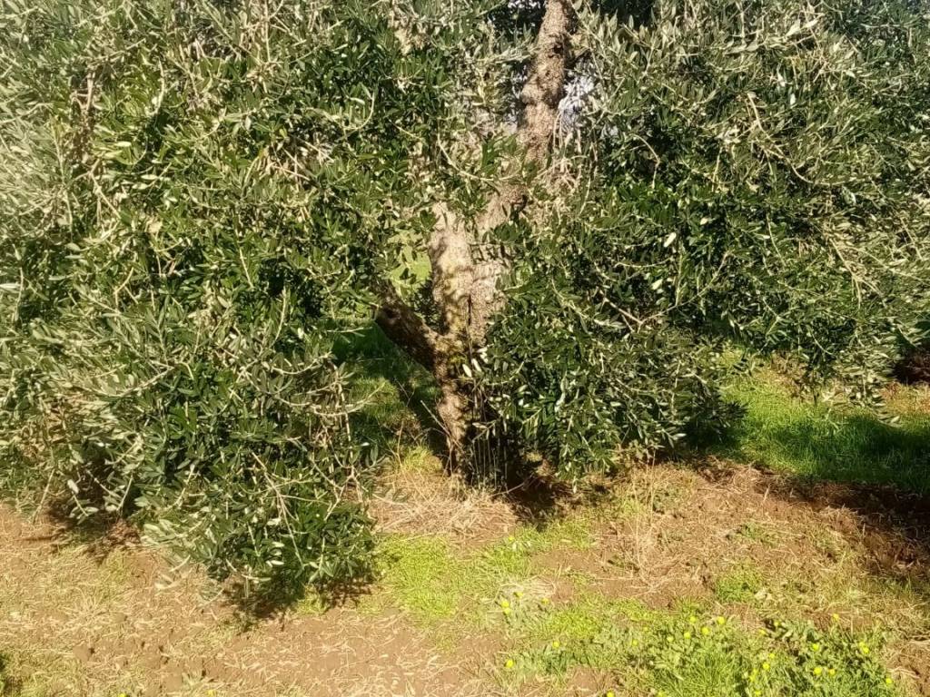 Terreno a Sorano in loc. Filetta - Foto 3