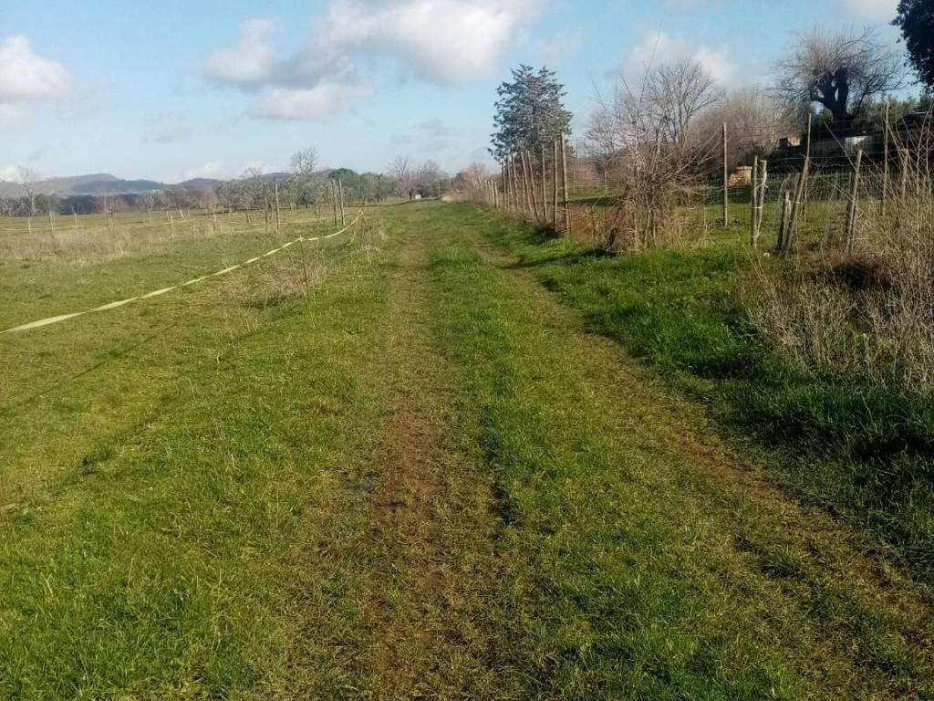 Terreno a Sorano in loc. Filetta - Foto 4