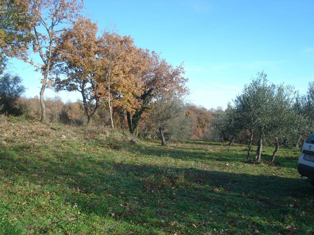 Terreno a Gradoli in Strada Comunale Cupellara - Foto 3