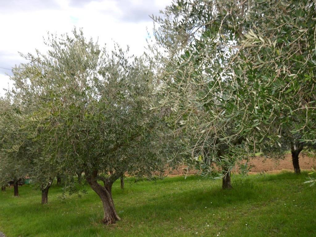 Terreno a Appignano - Foto 2