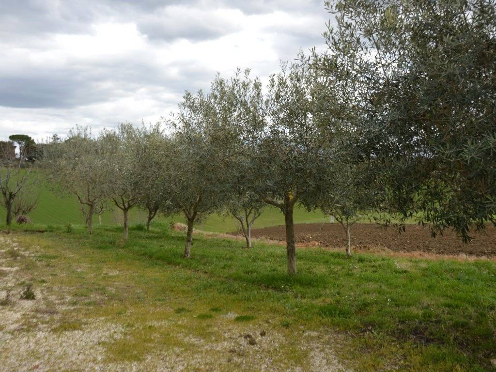 Terreno a Appignano - Foto 3