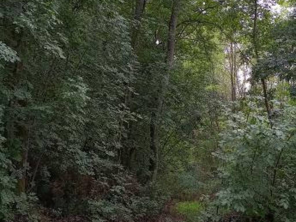 Terreno a Lamporecchio - Foto 3