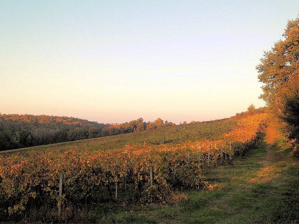 Rustico / casale a Grosseto - Foto 4