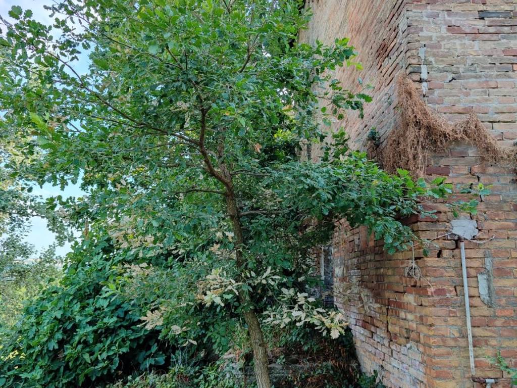 Rustico / casale a Castelvetro di modena in Via Sinistra Guerro, 49 - Foto 3