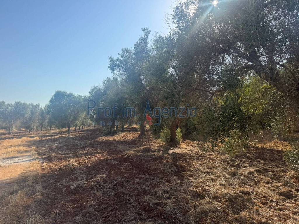 Rustico / casale a San vito dei normanni - Foto 4
