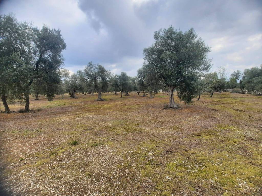 Terreno a Ruvo di puglia in Contrada San Pietro, 49 - Foto 4