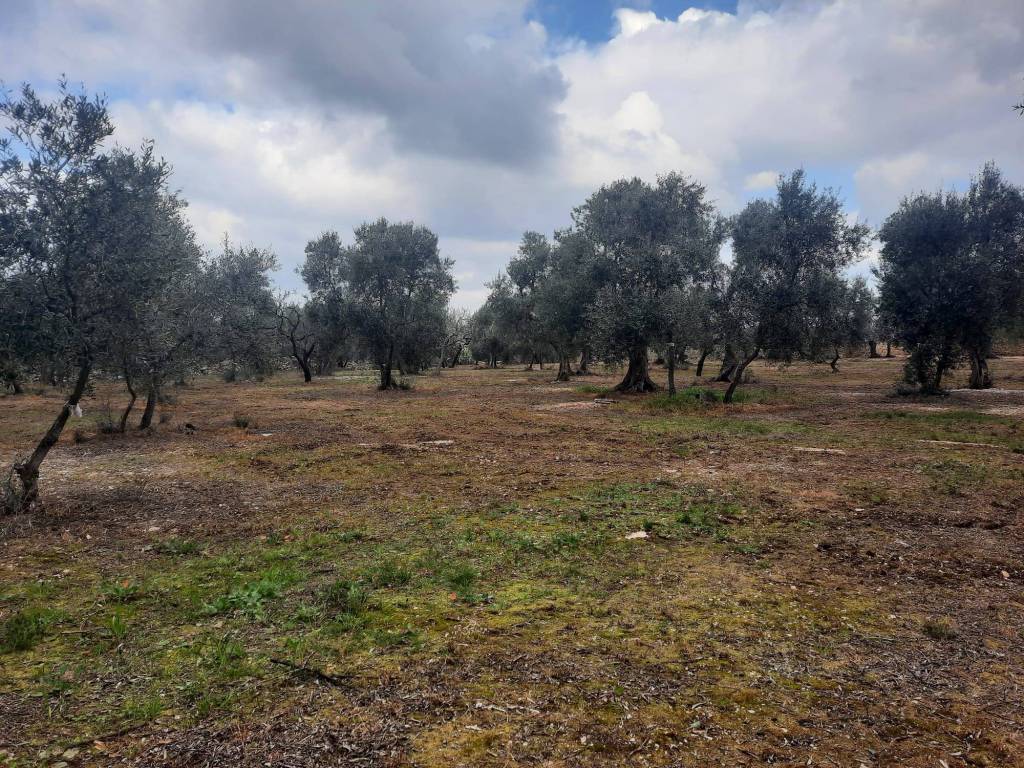 Terreno a Ruvo di puglia in Contrada San Pietro, 49 - Foto 5