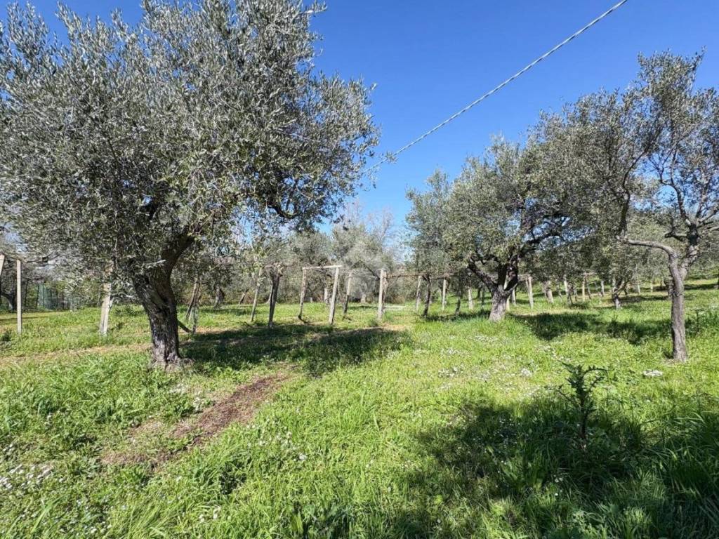 Terreno a Treglio in Contrada Mozzoni - Foto 3
