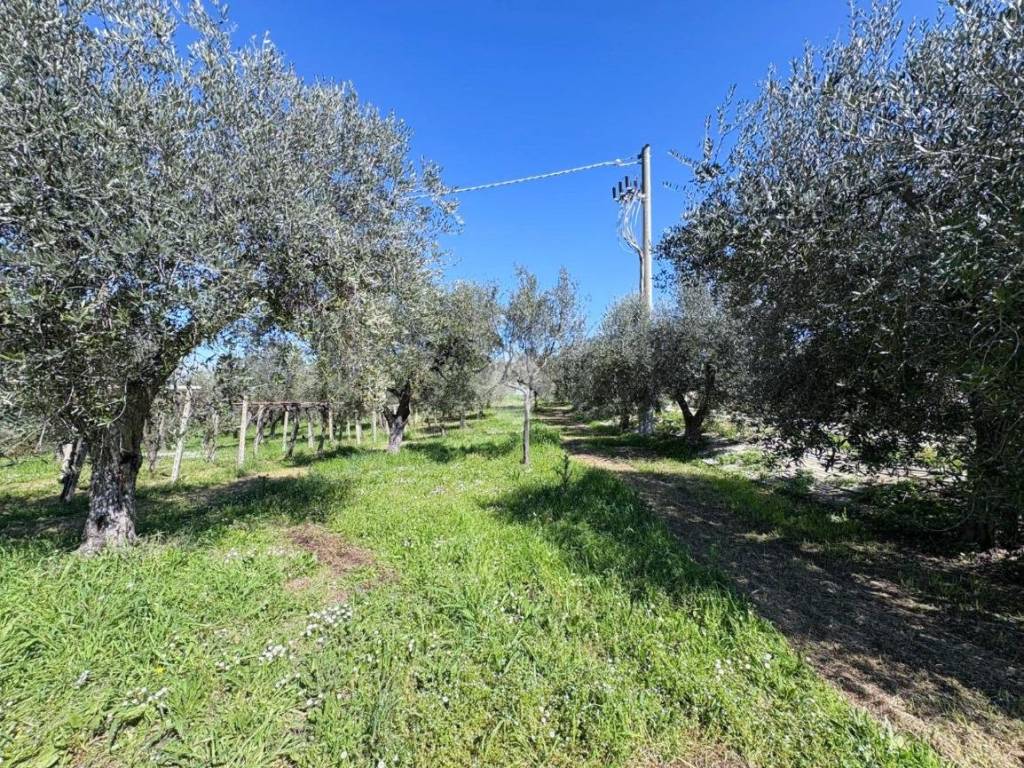 Terreno a Treglio in Contrada Mozzoni - Foto 4