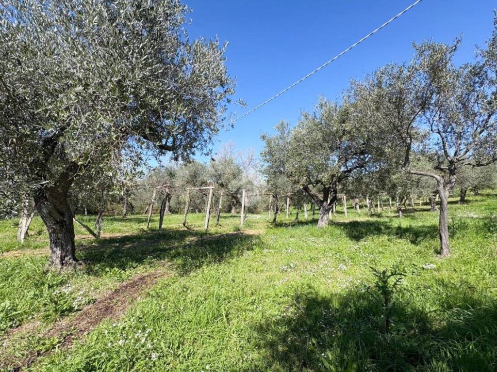 Terreno a Treglio in Contrada Mozzoni - Foto 5