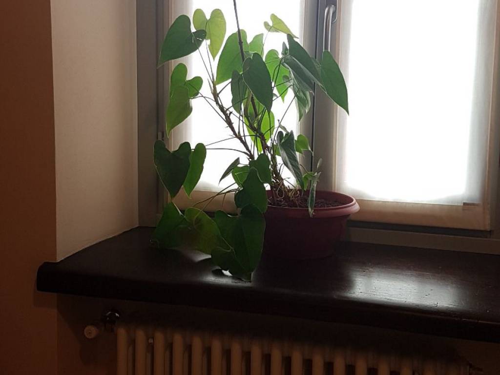 Immobile a Asti in Corso Vittorio Alfieri - Foto 5