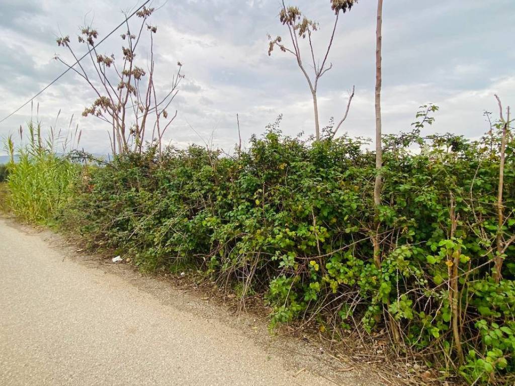 Terreno a Lamezia terme in Contrada Viscardi - Foto 3