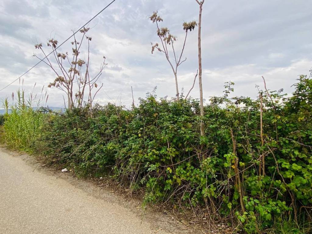 Terreno a Lamezia terme in Contrada Viscardi - Foto 4