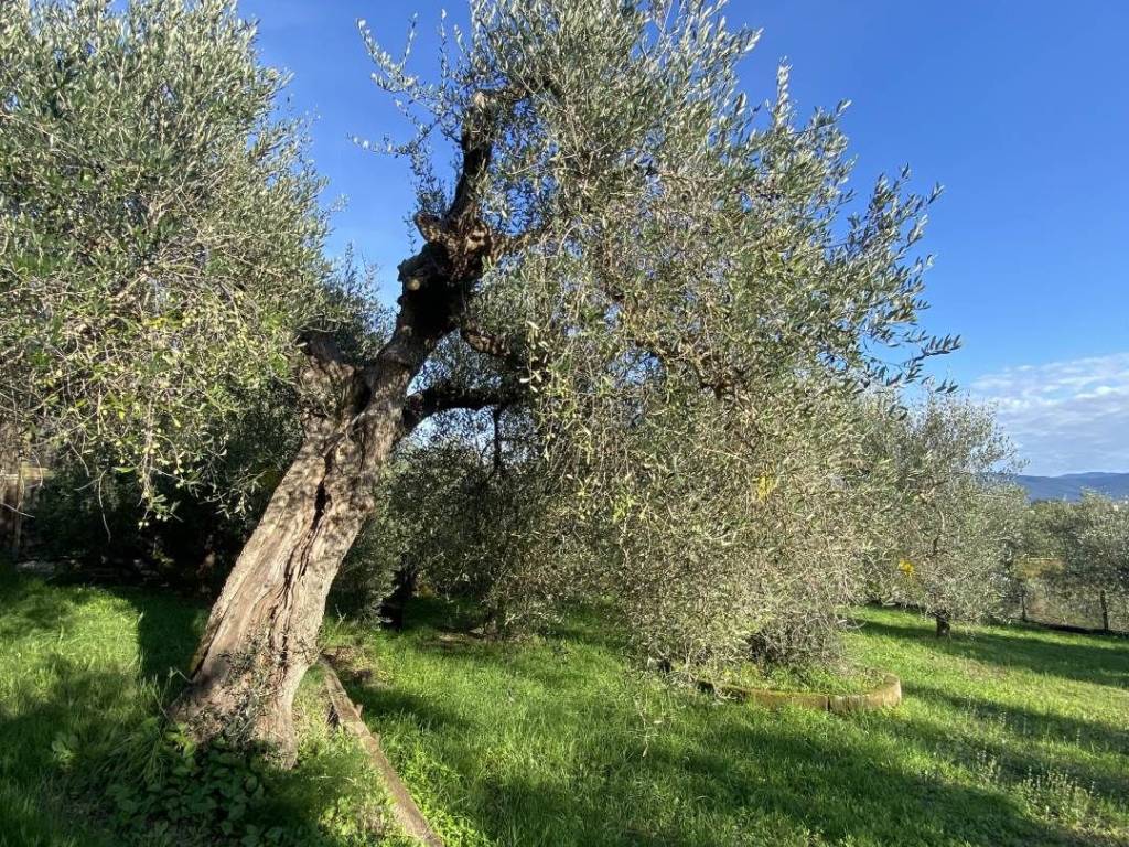 Rustico / casale a Follonica - Foto 3
