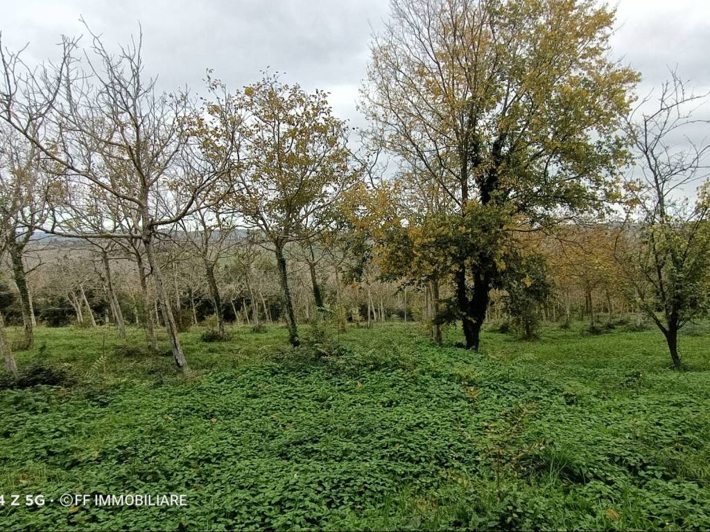 Terreno a Morrovalle in Contrada Montanari - Foto 2