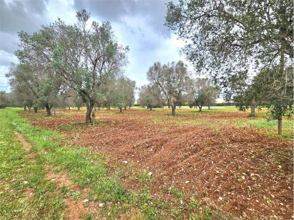 Terreno a San vito dei normanni - Foto 2