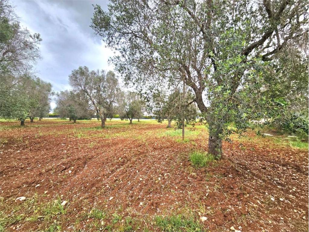 Terreno a San vito dei normanni - Foto 3