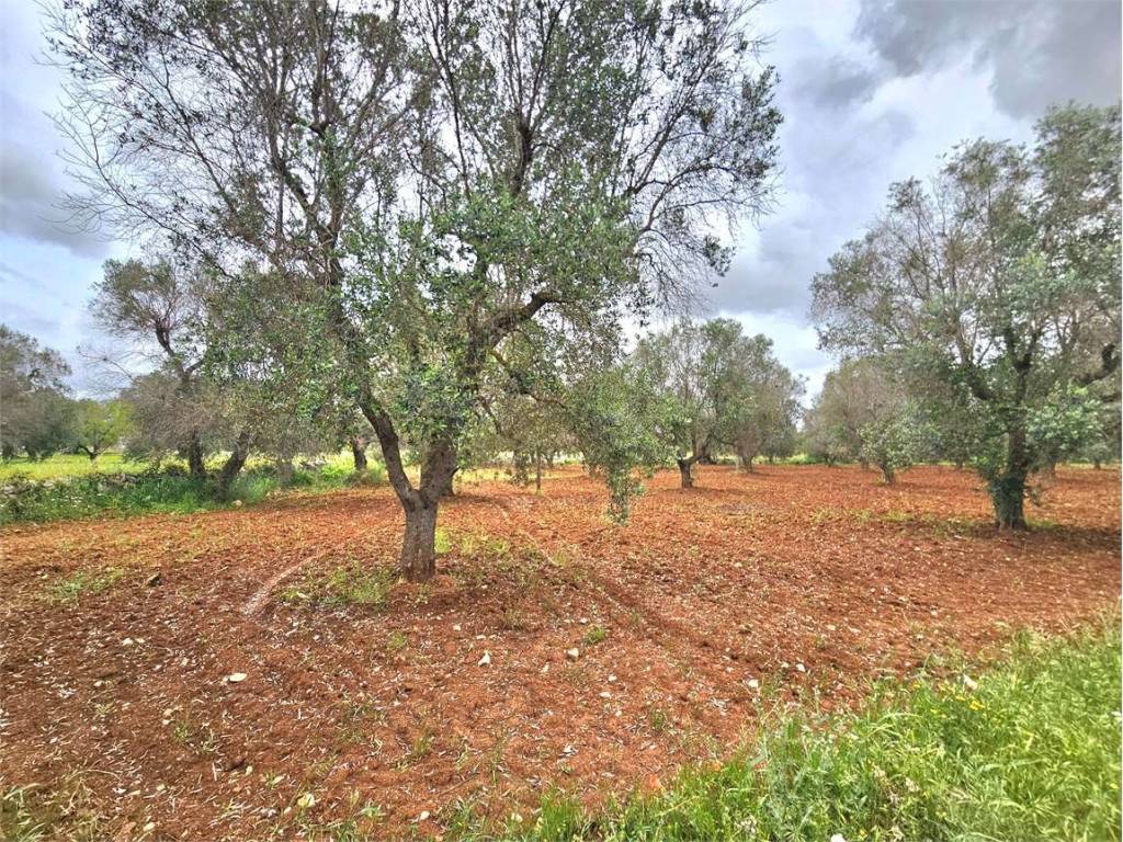 Terreno a San vito dei normanni - Foto 4