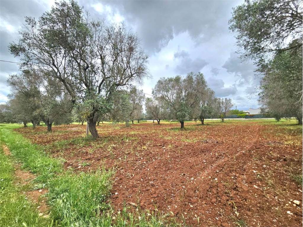 Terreno a San vito dei normanni - Foto 5