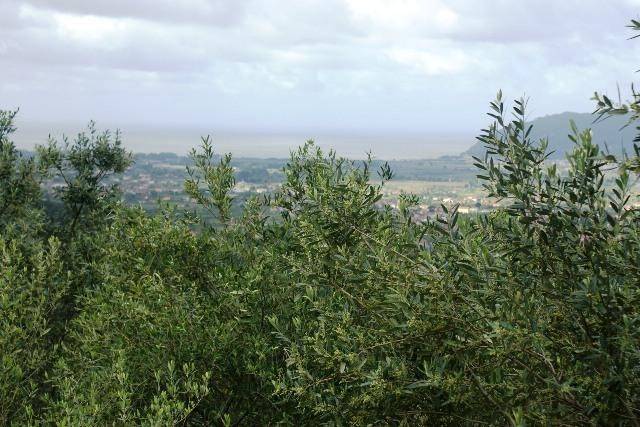 Terreno a Castelnuovo magra - Foto 2