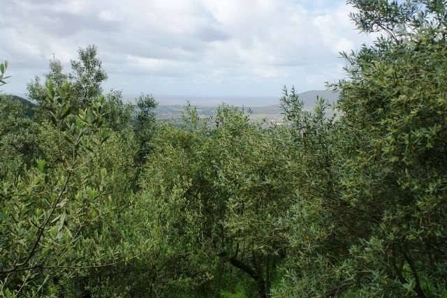 Terreno a Castelnuovo magra - Foto 3