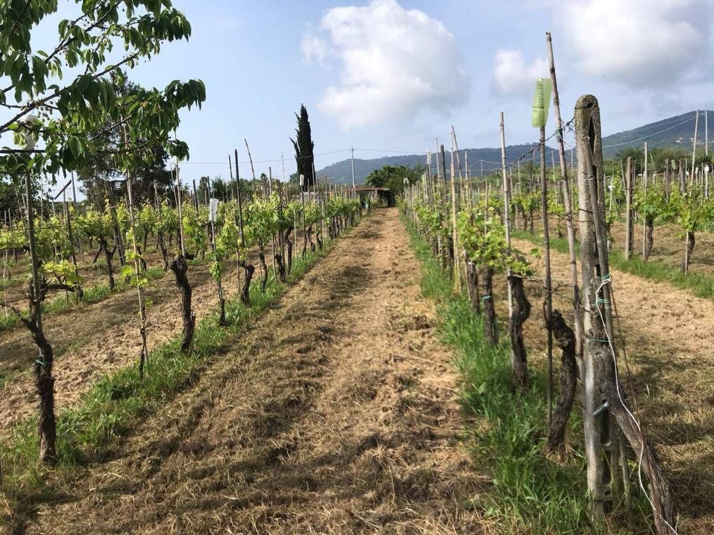 Terreno a Castelnuovo magra - Foto 3