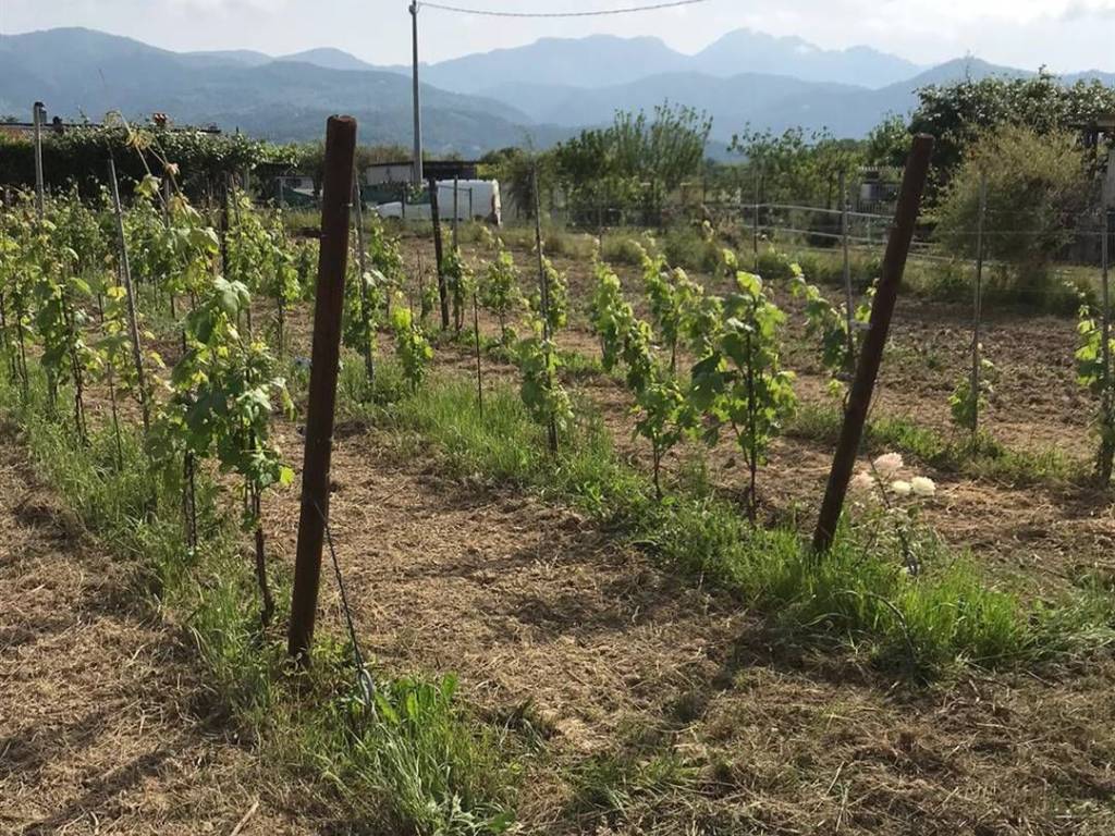 Terreno a Castelnuovo magra - Foto 5
