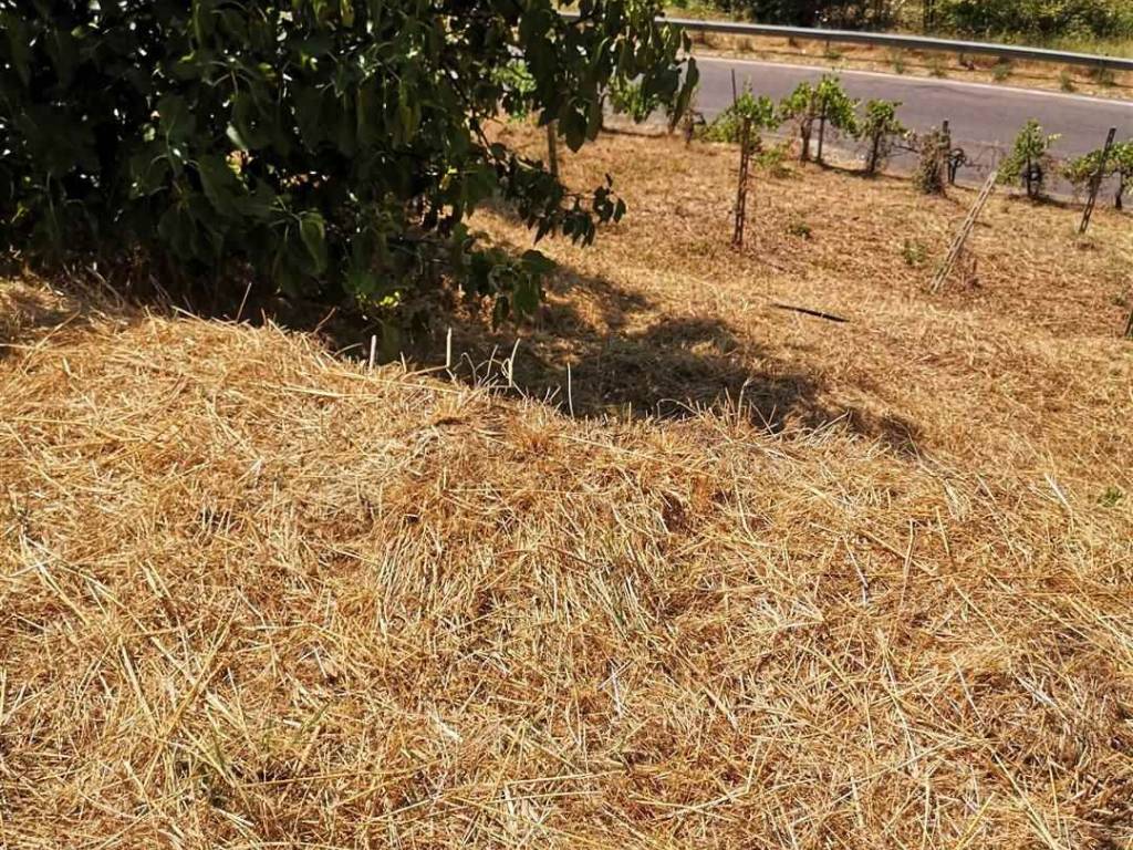 Terreno a Terranuova bracciolini - Foto 2