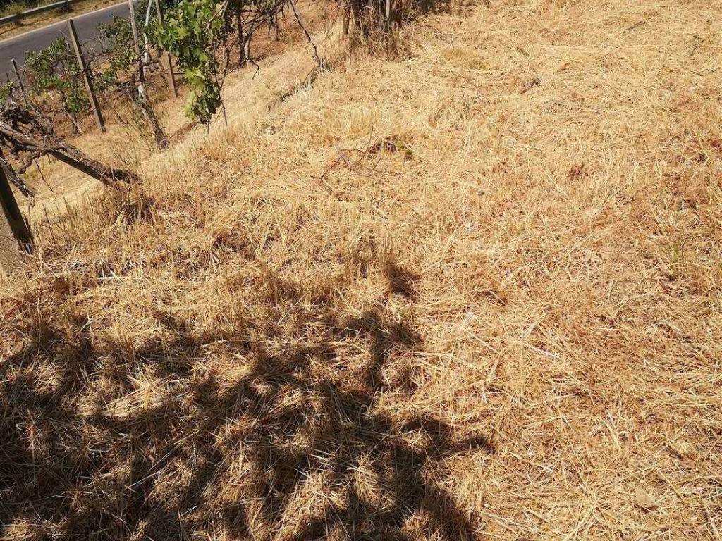 Terreno a Terranuova bracciolini - Foto 5