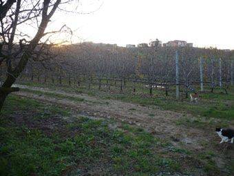 Rustico / casale a Castelvetro di modena in Via Sinistra Guerro, 49 - Foto 5