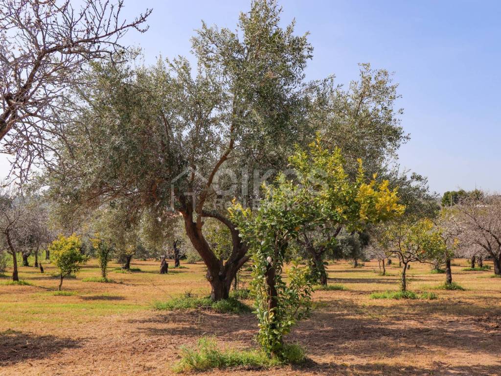 Terreno a Noto in C.da Volpiglia - Foto 3