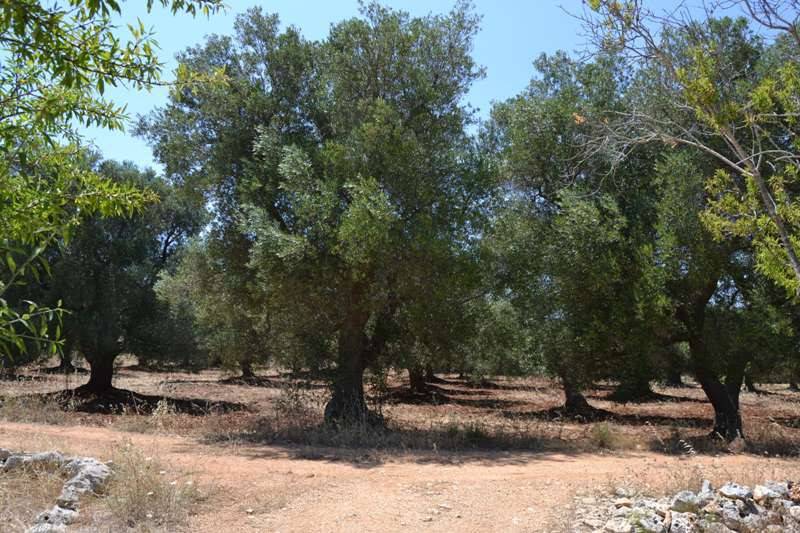 Terreno a Carovigno in SP32 - Foto 2