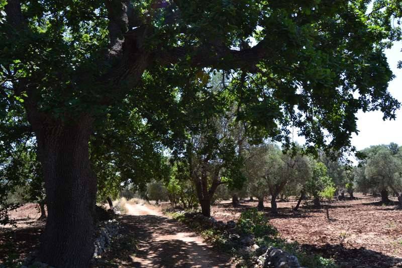 Terreno a Carovigno in SP32 - Foto 4