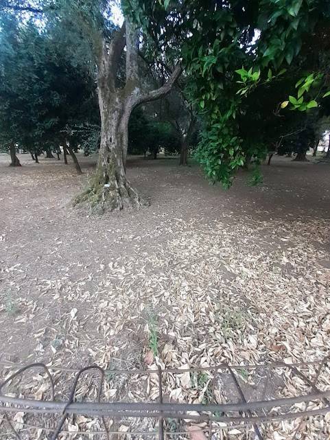 Terreno a Cittanova in Contrada San Pietro - Foto 5
