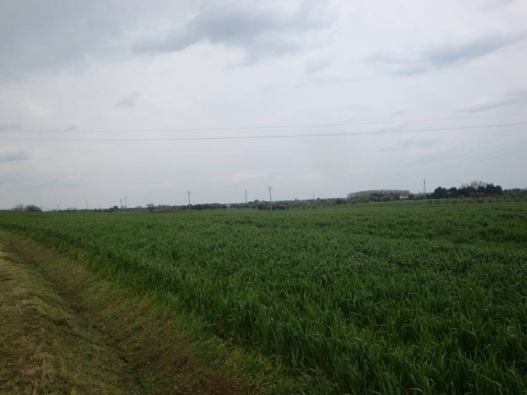 Terreno a Rosignano marittimo - Foto 2