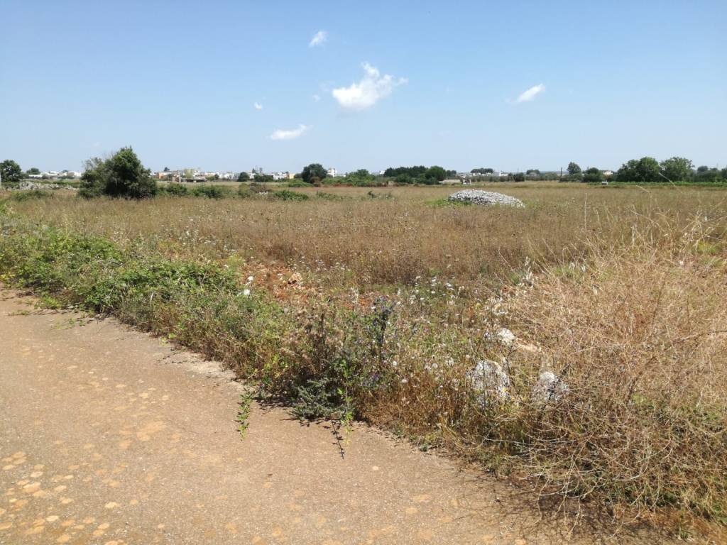 Terreno a Surano - Foto 2