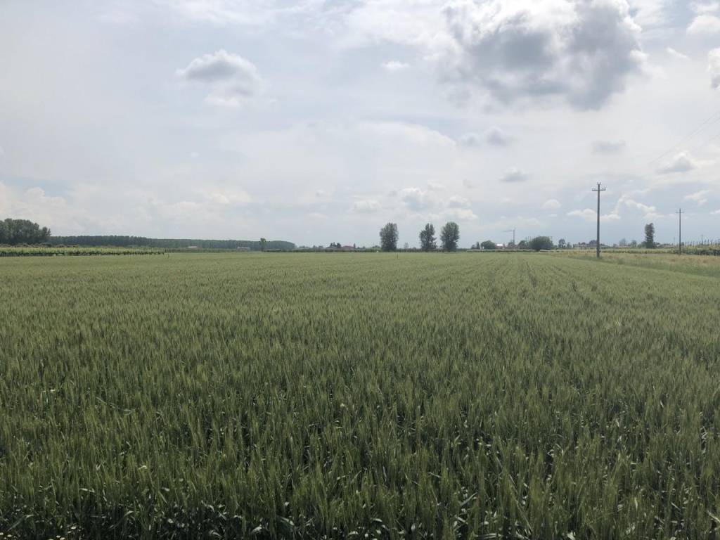 Terreno a Novi di modena - Foto 2