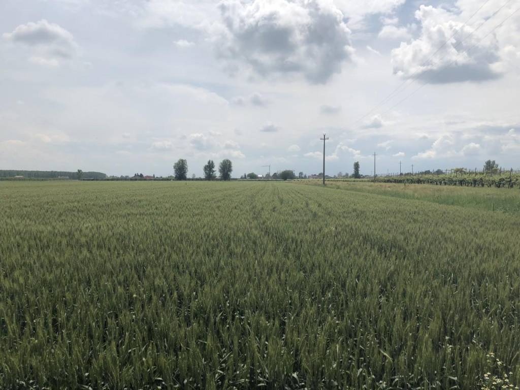 Terreno a Novi di modena - Foto 3