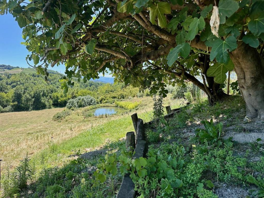 Rustico / casale a Dogliani in Borgata Piancerreto - Foto 4